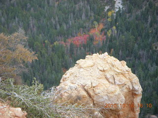 Bryce Canyon - rock and colored leaves