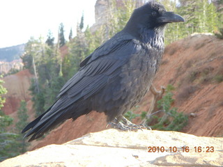 70 7cg. Bryce Canyon - raven or crow