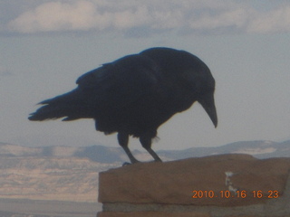 Bryce Canyon - raven or drow