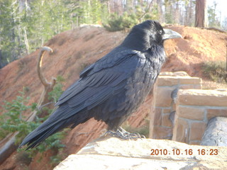 72 7cg. Bryce Canyon - raven or crow