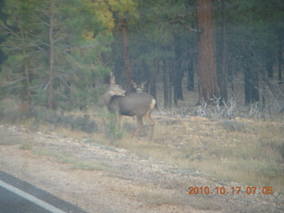 4 7ch. Bryce Canyon - mule deer