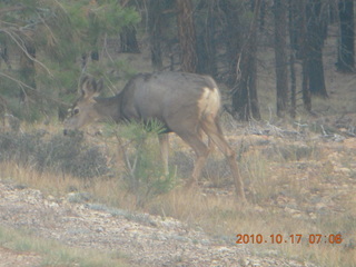 5 7ch. Bryce Canyon - mule deer