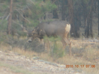 6 7ch. Bryce Canyon - mule deer