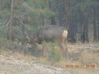 7 7ch. Bryce Canyon - mule deer