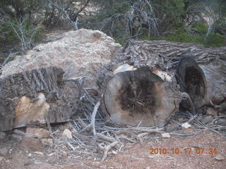 9 7ch. Bryce Canyon - Fairyland Trail - cut tree