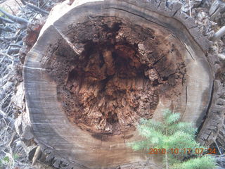 Bryce Canyon - Fairyland Trail - cut tree