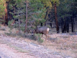37 7cj. Sean's Bryce Canyon photos - mule deer