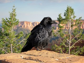 Sean's Bryce Canyon photos - raven or crow