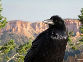 Sean's Bryce Canyon photos - raven or crow