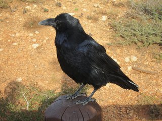50 7cj. Sean's Bryce Canyon photos - raven or crow