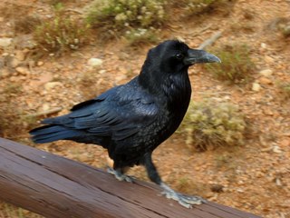 51 7cj. Sean's Bryce Canyon photos - raven or crow