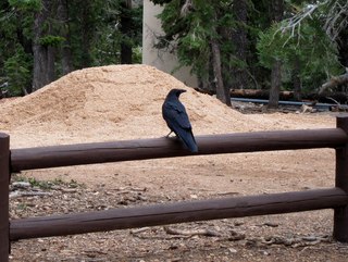 54 7cj. Sean's Bryce Canyon photos - raven or crow