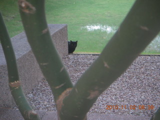 cat behind cactus at CHQ