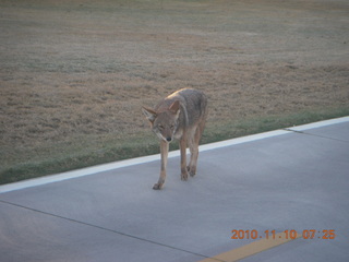 coyote on Green Belt