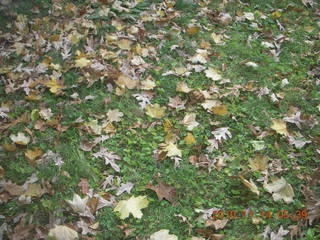 leaves in the grass in Cheltenham