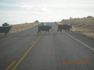134 7dp. Moab trip - drive to Canyonlands - cows