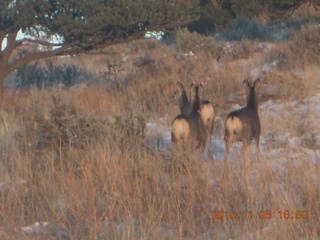 215 7ds. Moab trip - drive from Needles - mule deer