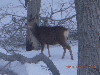 95 7ex. Zion National Park trip - deer