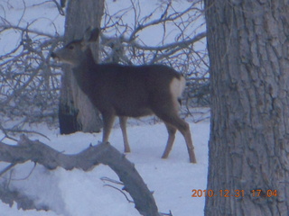 96 7ex. Zion National Park trip - deer