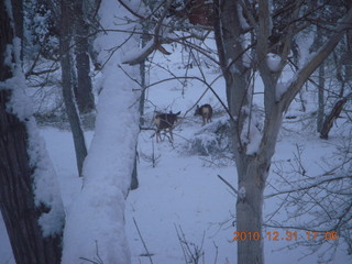 98 7ex. Zion National Park trip - deer