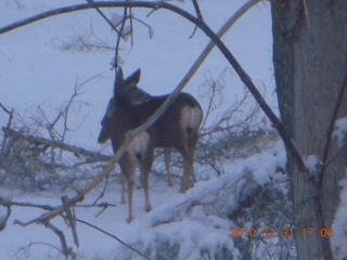 99 7ex. Zion National Park trip - deer