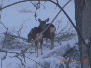 100 7ex. Zion National Park trip - deer