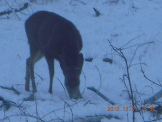 102 7ex. Zion National Park trip - deer