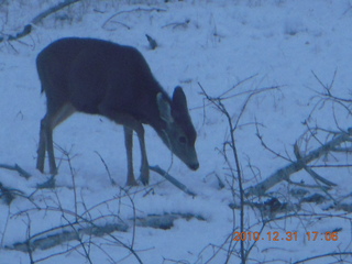 103 7ex. Zion National Park trip - deer