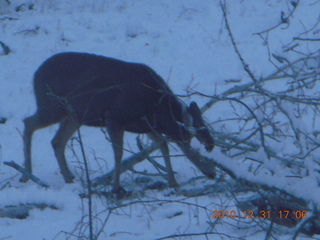 104 7ex. Zion National Park trip - deer