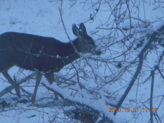 105 7ex. Zion National Park trip - deer