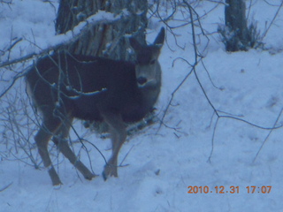 Zion National Park trip - deer