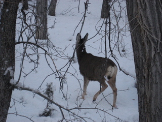 151 7ex. Zion National Park trip - Sheri's pictures - deer