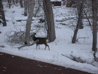 152 7ex. Zion National Park trip - Sheri's pictures - deer