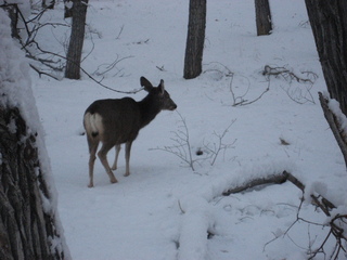 153 7ex. Zion National Park trip - Sheri's pictures - deer