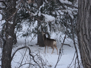 155 7ex. Zion National Park trip - Sheri's pictures - deer