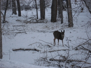 158 7ex. Zion National Park trip - Sheri's pictures - deer