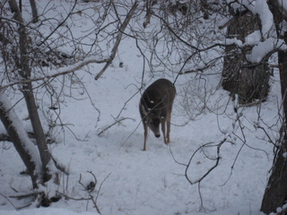 161 7ex. Zion National Park trip - Sheri's pictures - deer