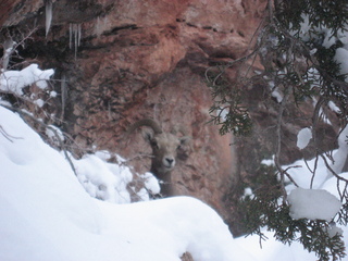 241 7f1. Zion National Park trip - Sheri's pictures