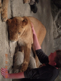 Las Vegas - MGM lions