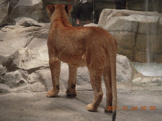 Las Vegas - MGM lion