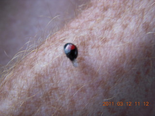 ladybug on my arm