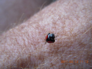 ladybug on my arm