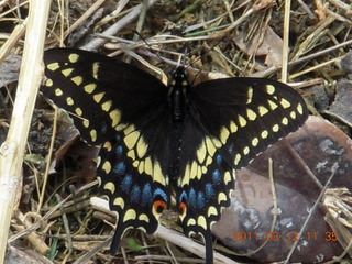 65 7hc. butterfly at Benson Airport (E95)