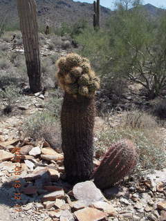 Tom's Thumb hike - crested cactus