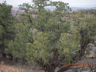183 7j6. Canyonlands Mesa Arch trail - flora