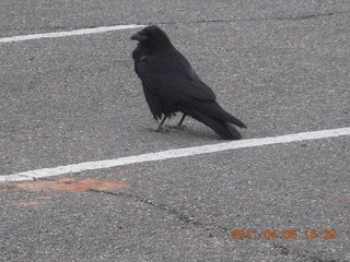 186 7j6. Canyonlands Mesa Arch parking lot - raven