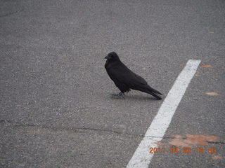 187 7j6. Canyonlands Mesa Arch parking lot - raven