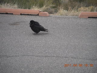 188 7j6. Canyonlands Mesa Arch parking lot - raven