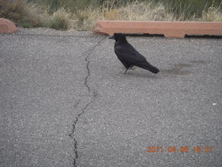 189 7j6. Canyonlands Mesa Arch parking lot - raven