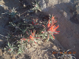 23 7j7. Canyonlands Lathrop hike/run - flowers
